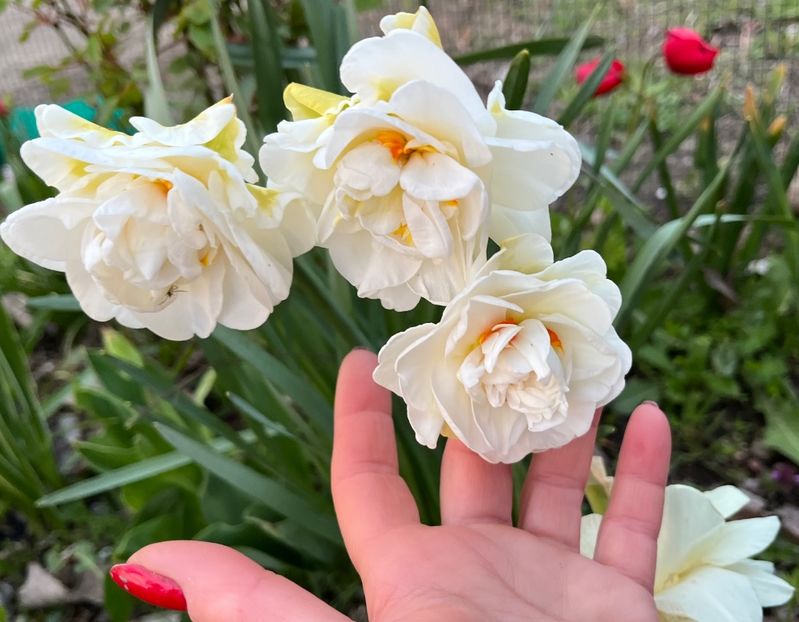 Acropolis - Narcise 2017 2023 24