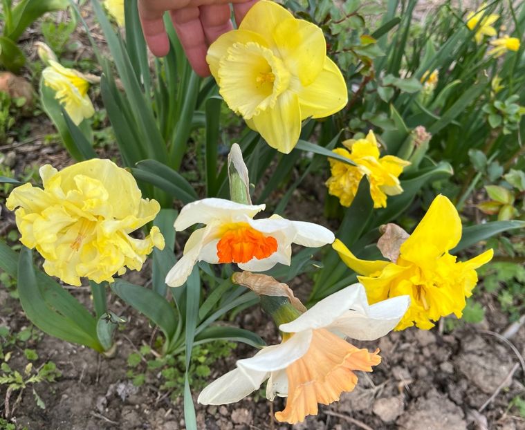 AF0310F1-0023-4175-BB4D-1DF77510ED51 - Narcise 2017 2023 24