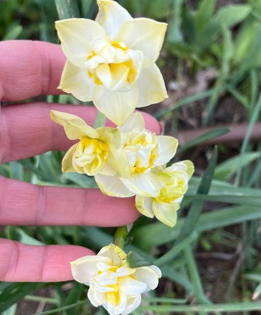 9DF5D717-799E-47D6-9EE0-A8A6461592F4 - Narcise 2017 2023 24