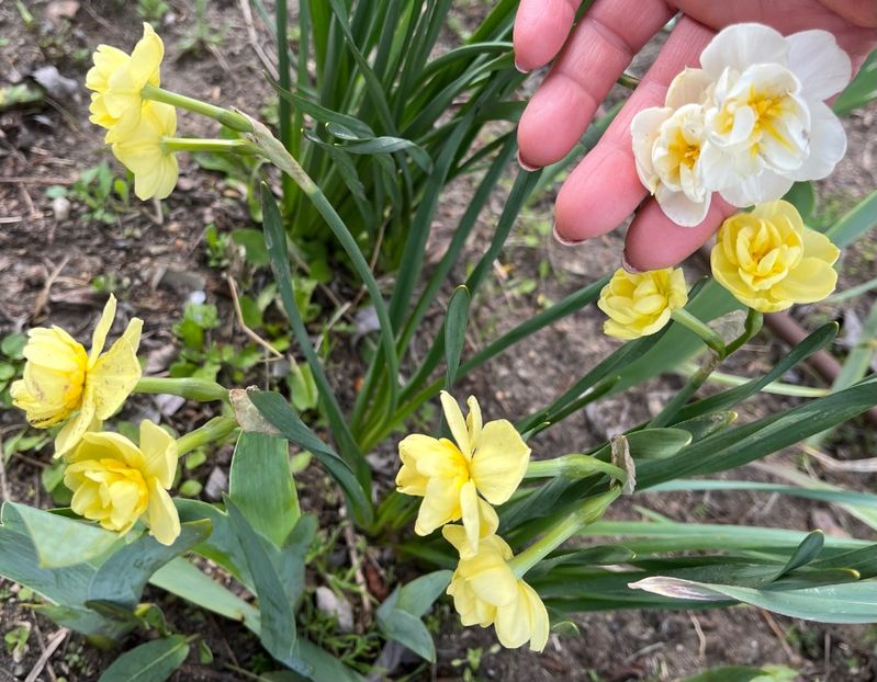 29E49983-AA76-4BF9-B008-42809BE8155B - Narcise 2017 2023 24