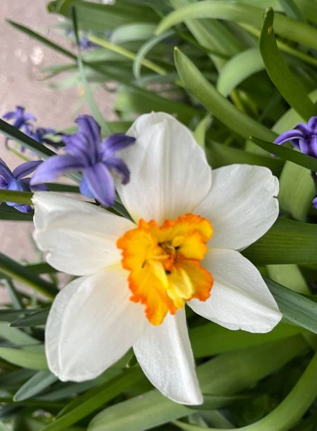 4E3E0898-0C80-421E-B31C-720251284348 - Narcise 2017 2023 24