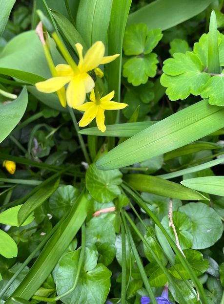 8F4DB4CE-8AFC-4F99-AD9F-38AE97455A3D - Narcise 2017 2023 24