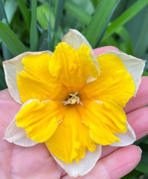 CA010B46-411E-45CC-AE3F-6171CF6F6F8A - Narcise 2017 2023 24