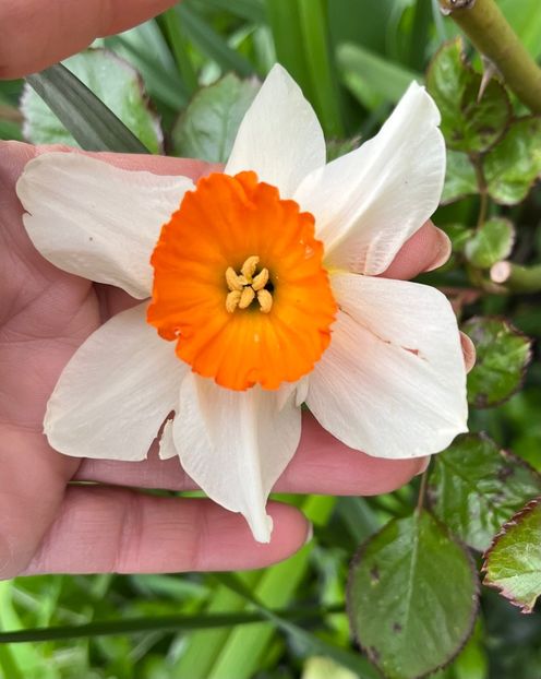 1F9F9A2A-12F1-4A0E-B3AD-5209B0DED66D - Narcise 2017 2023 24