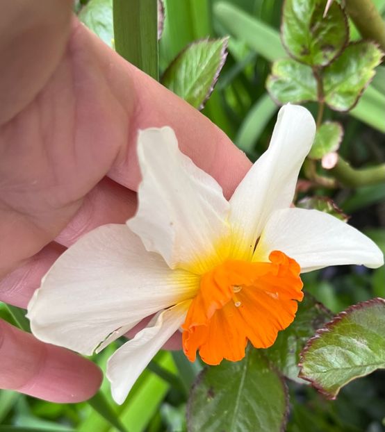 F4F97BCA-9F5B-4CED-8B32-88954936B26C - Narcise 2017 2023 24