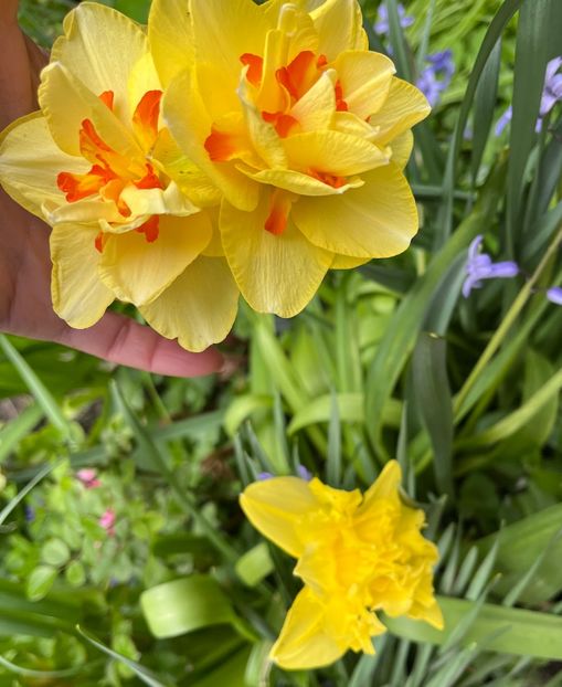 576D704B-E9F0-4702-A612-59D0508C5690 - Narcise 2017 2023 24