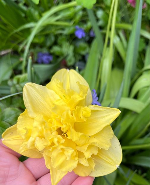 66B9BADC-A6A5-47AC-AB83-E89A637F288E - Narcise 2017 2023 24