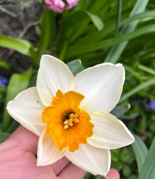 BB2C74FB-EF2D-4145-A764-CC644B11F76B - Narcise 2017 2023 24