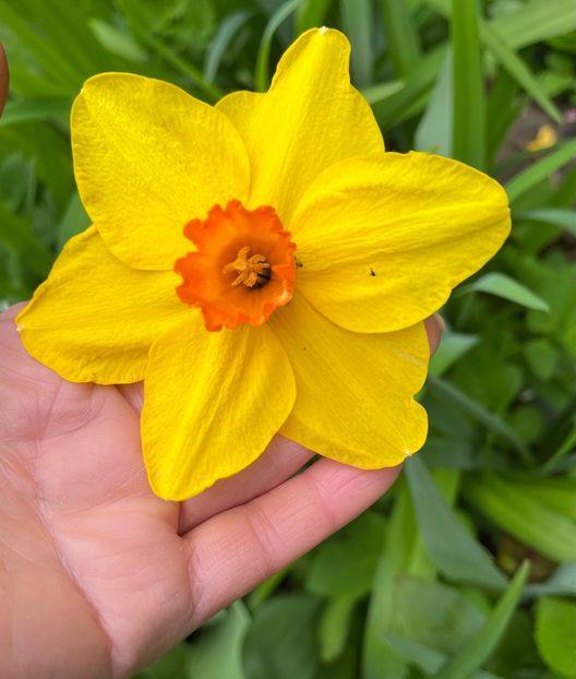 9D62FB41-AF1B-4976-AB56-CF6D03867150 - Narcise 2017 2023 24