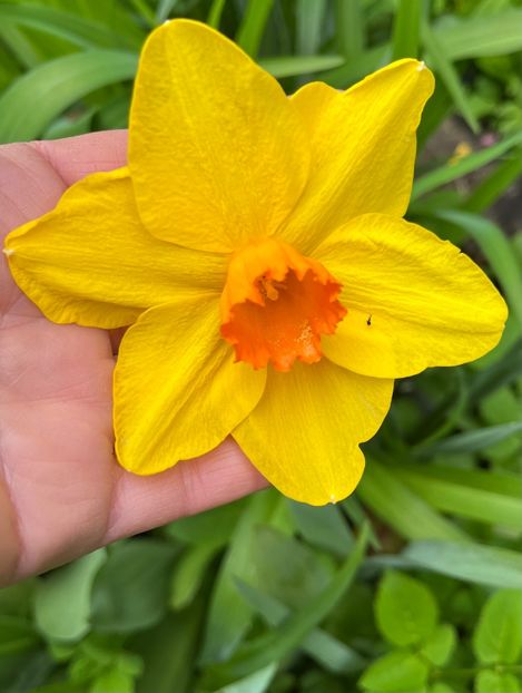 3DAC7005-83F7-453C-AD94-32C543B52FCB - Narcise 2017 2023 24