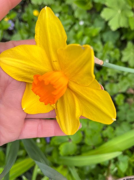 D8444B23-10E4-46F0-9C36-78011821FA33 - Narcise 2017 2023 24