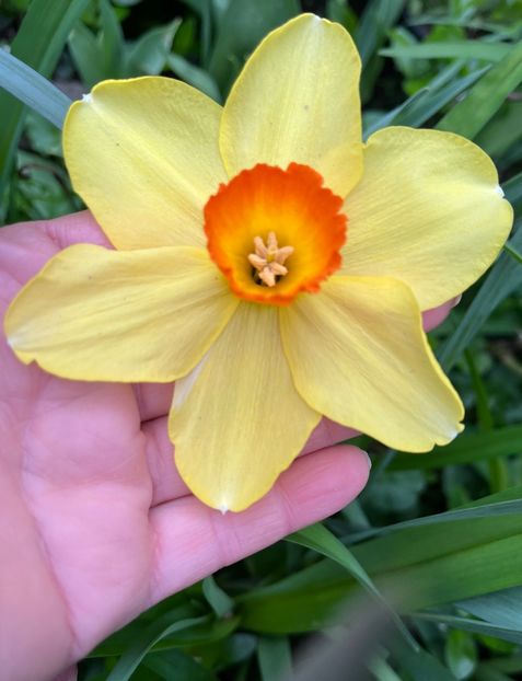 4E9FB557-CDE1-4EBA-AC7A-CF69C20AEEED - Narcise 2017 2023 24