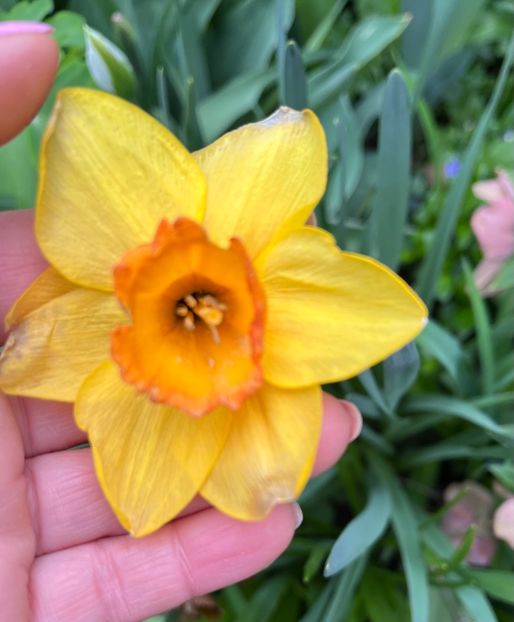 F5726AAB-1135-473D-8024-4520F4EA21F1 - Narcise 2017 2023 24