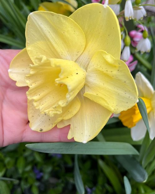 B97EA311-B32D-400B-A2E4-C0F19D86BB3E - Narcise 2017 2023 24