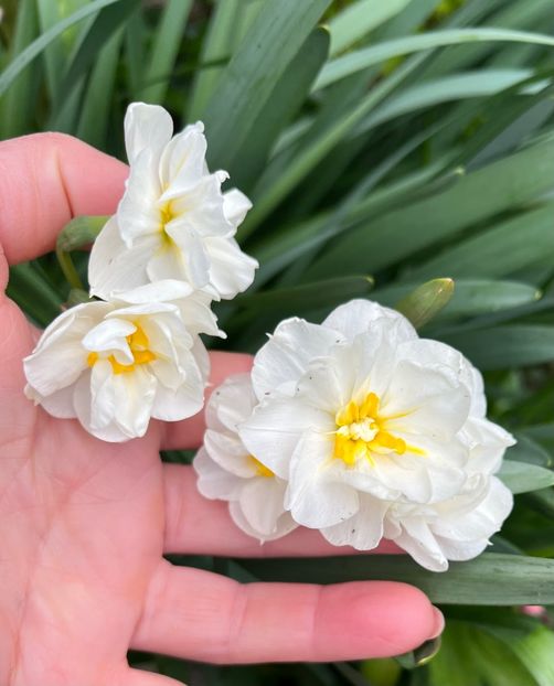 D0F38CE6-4EC2-4F43-9246-A746C019C5BB - Narcise 2017 2023 24