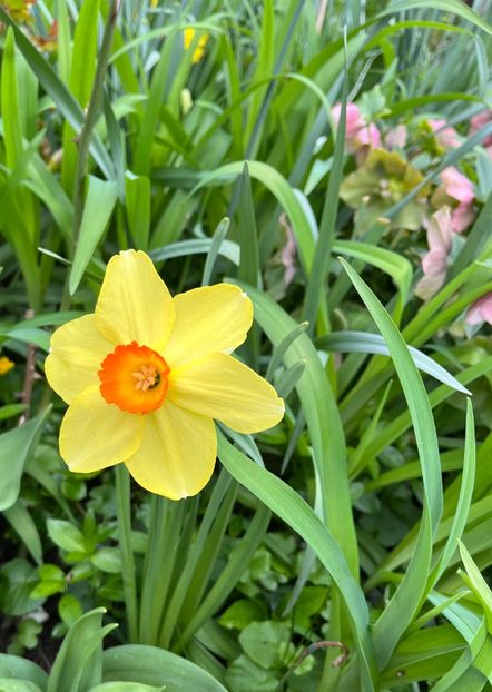 EF81CBB8-95CB-494E-8058-1661B5A2625B - Narcise 2017 2023 24