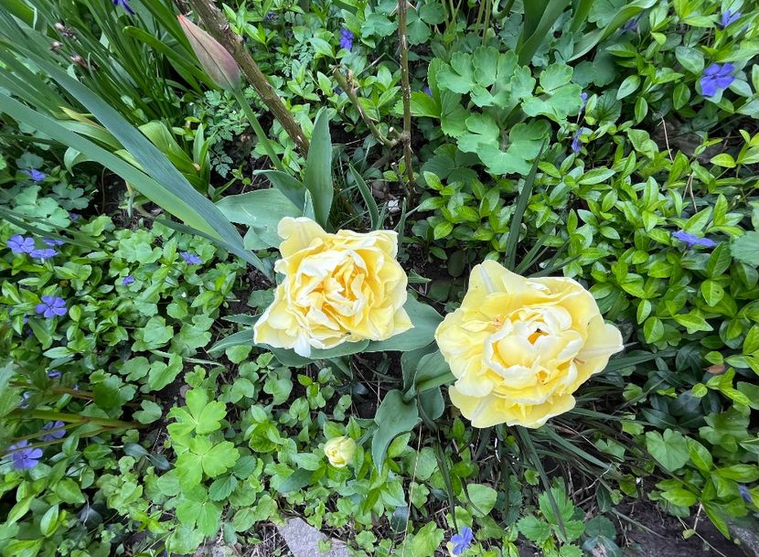 FAA329C0-FDFC-4F51-A2D7-07EF0D99B357 - Narcise 2017 2023 24