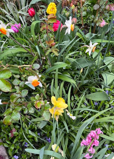 C87743AB-8504-48B5-A38A-D718B007ABA3 - Narcise 2017 2023 24