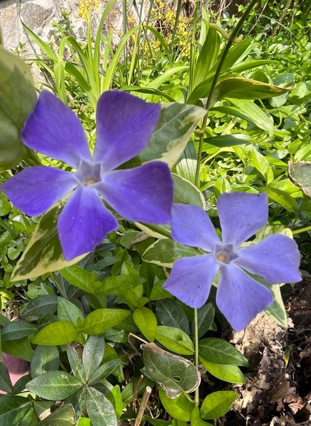 C63287BD-C4BA-4DD9-92CE-2F0A33E1805F - Primule 21 22 23 24