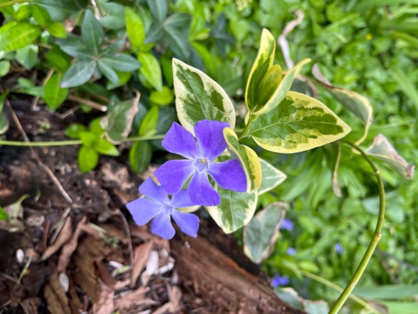 9A6114BF-A9F6-4268-809E-F35F057C33D9 - Primule 21 22 23 24