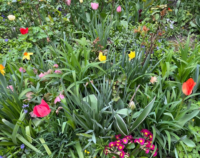 28F62B46-D1B1-4B41-8079-3E497DDB1771 - Primule 21 22 23 24