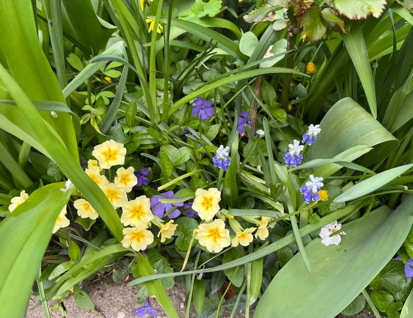 ADF5A3AF-EB74-4448-BC49-0C375376702D - Primule 21 22 23 24