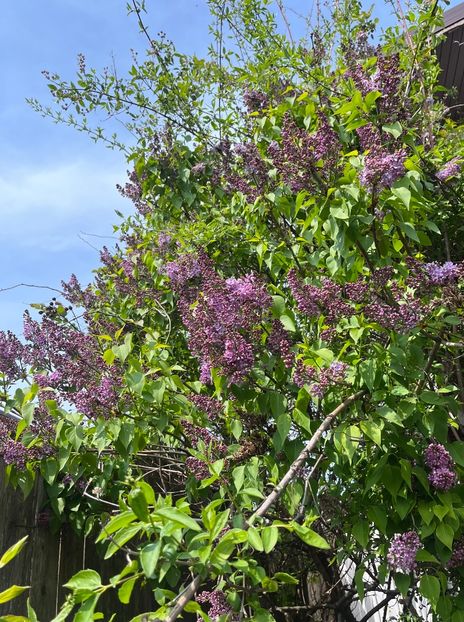 D625F49A-A49A-4140-A8C8-310083A59040 - Arbuști 2021-2023