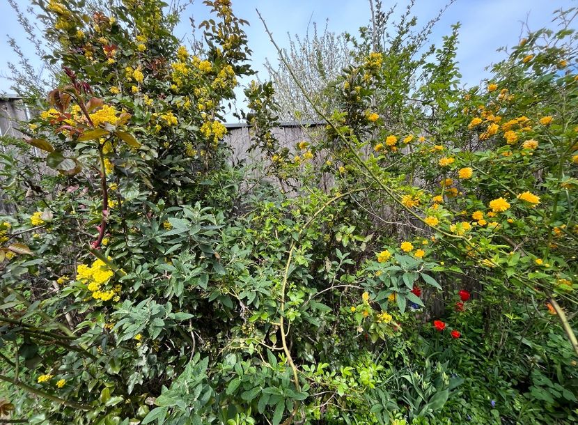 7CF1F914-8A12-4C1F-89DD-F674F54125EA - Arbuști 2021-2023