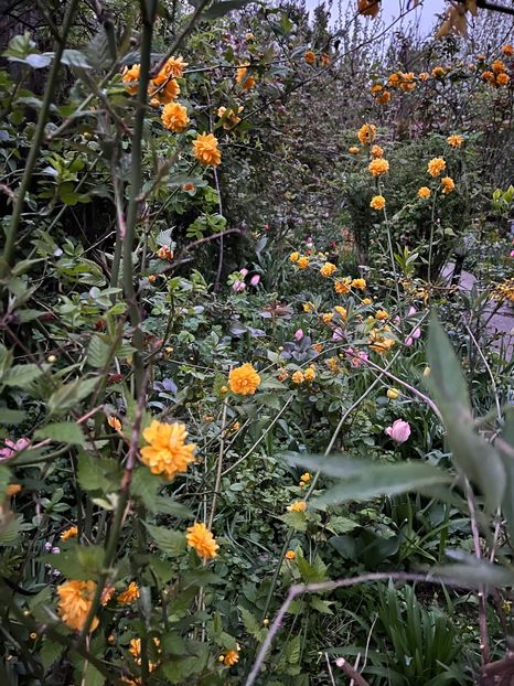 668B2245-53BD-45DC-B212-24A2B967D2AD - Arbuști 2021-2023