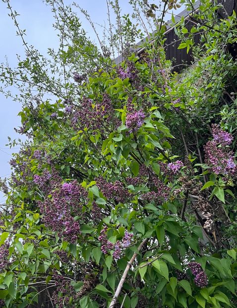 B3A4287C-E6FA-408C-A013-62CA35C7AC37 - Arbuști 2021-2023