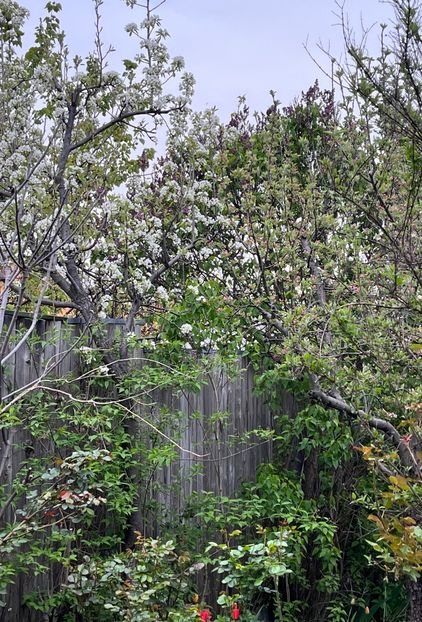 BA8065AB-64B3-4F4D-B645-58ABF4943BF3 - Arbuști 2021-2023