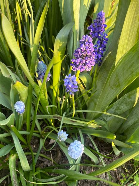 434DC85F-3B2E-4EAF-8774-A664C8A81D62 - Muscari 2018 2021