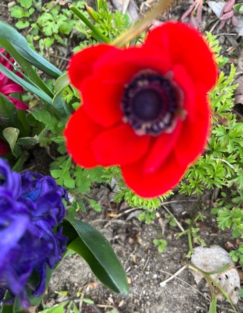 7338F0E0-4422-4D45-AEA0-AED61516F88C - Anemone