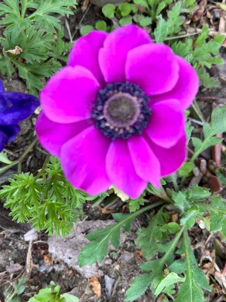 91FA9B3C-5C4E-458D-AF0D-15D5088E0FE5 - Anemone