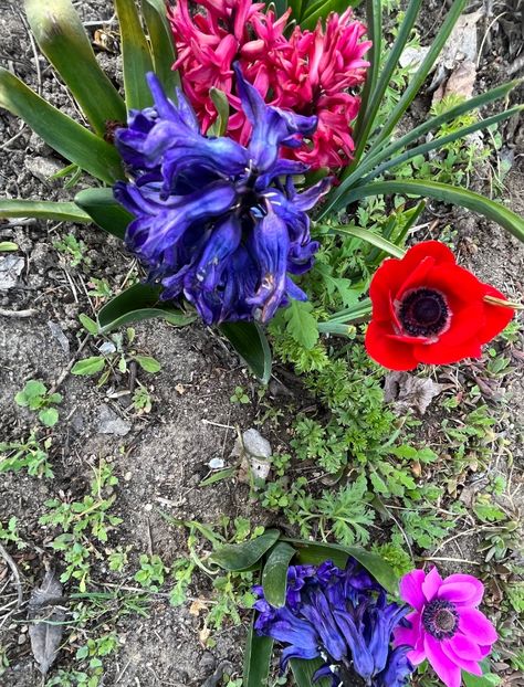 C42D9CD8-0FFA-4B43-8002-E4A9B392AE6F - Anemone