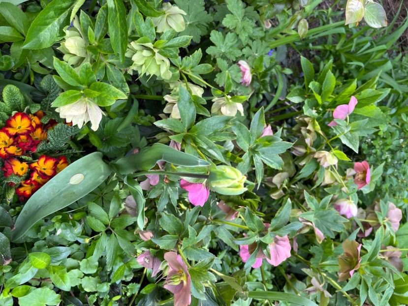 82F7F60E-BC71-4E2F-8ECA-DAC4766E72EF - Spanz 2017 2023 2024