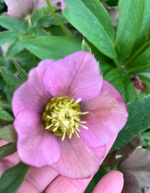 C08F89AA-59DB-4277-9496-EC965439A361 - Spanz 2017 2023 2024