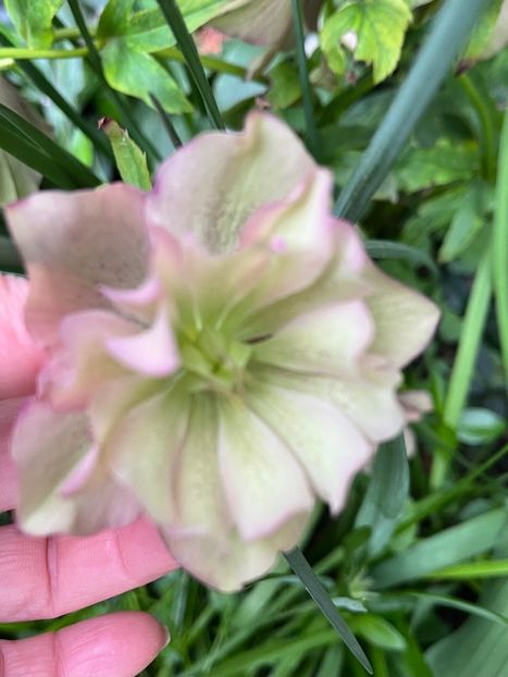 3F8A4C88-D50B-467C-9C4C-570F40CBBA95 - Spanz 2017 2023 2024