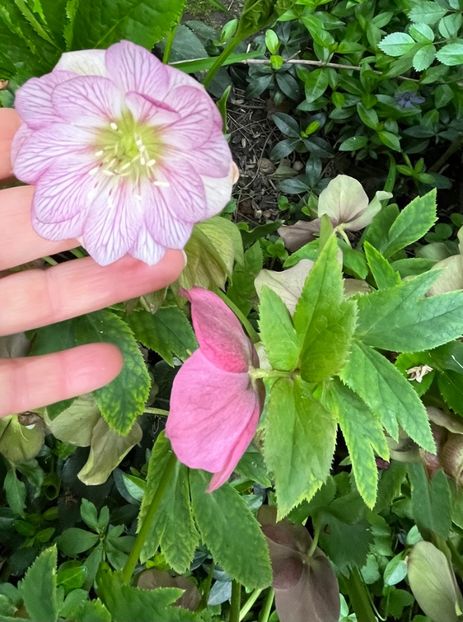 2B5F44DA-2C8F-42CF-82EA-0F80B3A332E6 - Spanz 2017 2023 2024