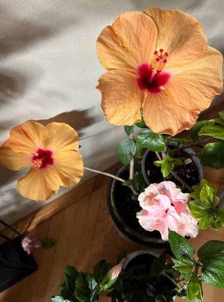 88F7D3D5-E1B5-43FC-B8C8-3EB243103CA9 - Hibiscus