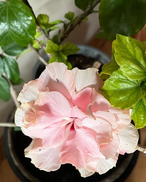 33B68E06-B423-4720-A1A8-6F9B968A7D92 - Hibiscus