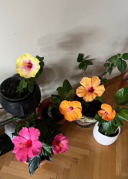 A11A3F5B-FFBA-4A41-9533-307812667289 - Hibiscus