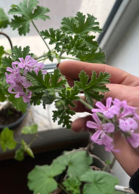 E085C4F0-B03C-4CBE-9FA6-31D572FF5421 - Muscate