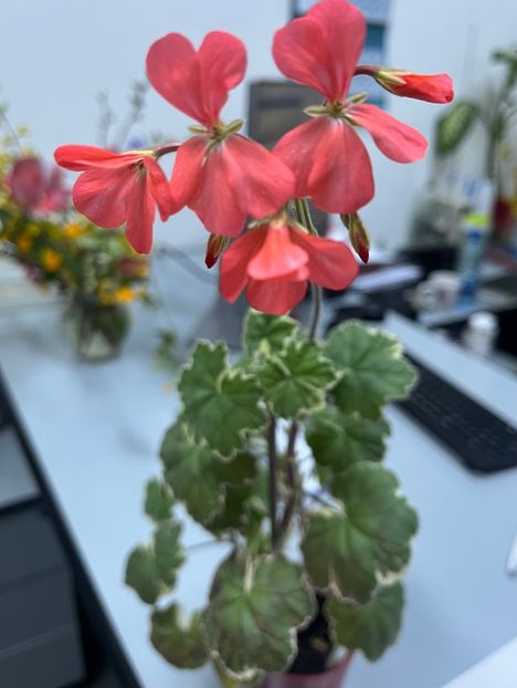 1634F790-EAA5-480F-B9B7-7F5C046B6F76 - Muscate