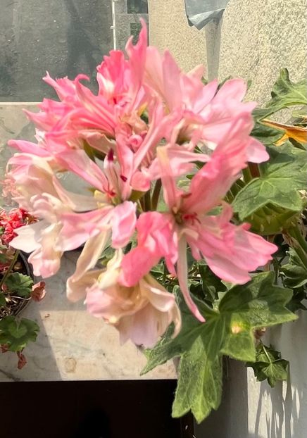 B79F6A70-4F44-4E99-A75D-EE9AA9F6AAA7 - Muscate