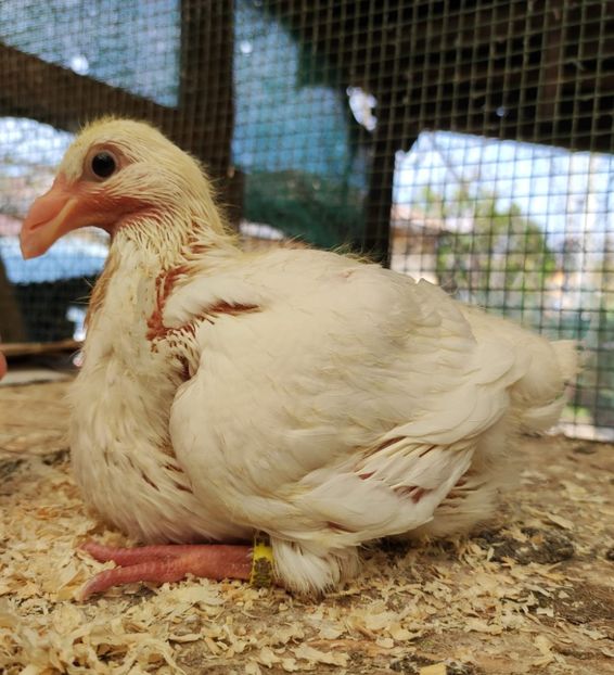 Agh - Tineret 2023 AGH