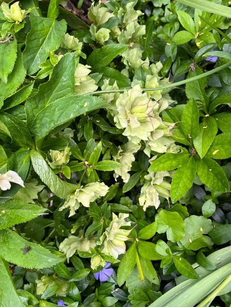 2C7E4E83-1557-410C-B5BD-400671C0B018 - Spanz 2017 2023 2024