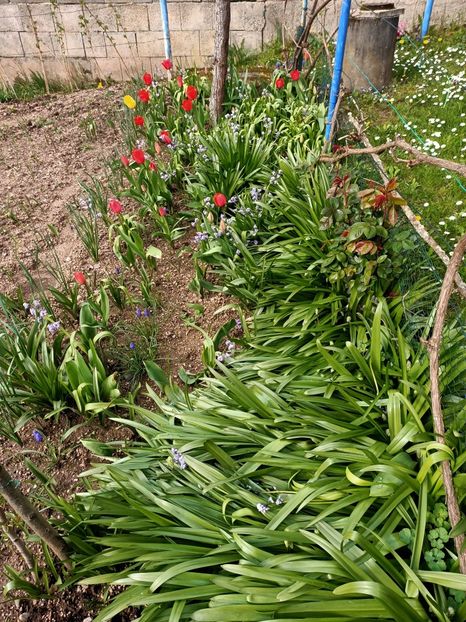 Img.2023.04.11 - A doua grădină