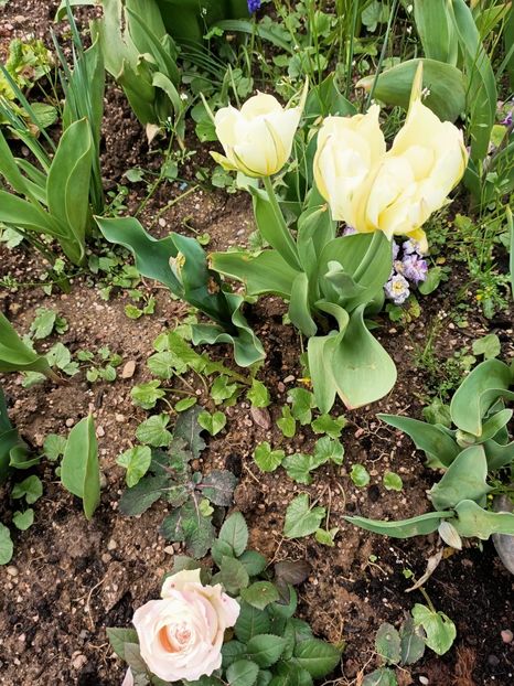 Img.2023.04.11 - A doua grădină