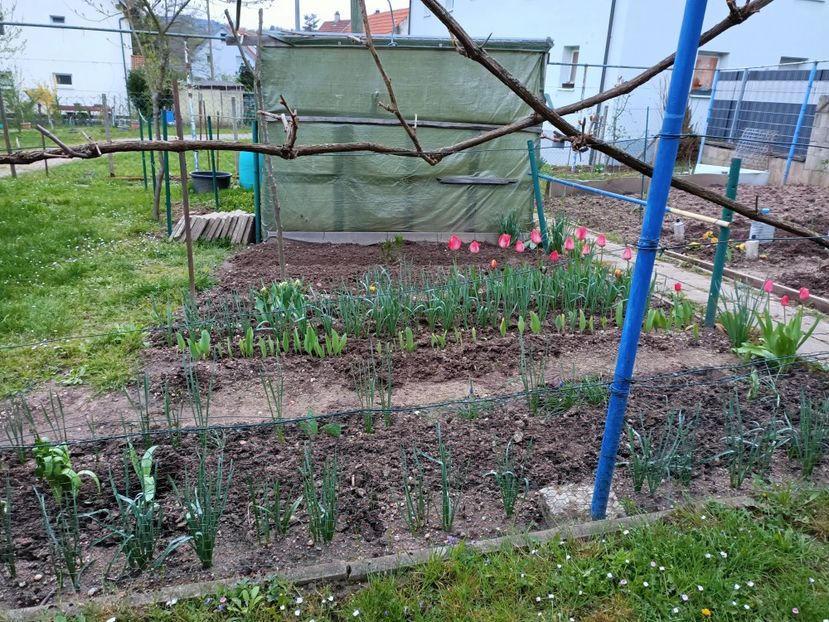 Img.2023.04.11 - A doua grădină